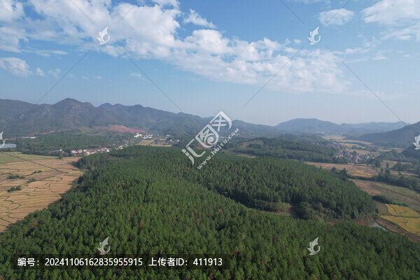 濕地松樹林藍(lán)天白云