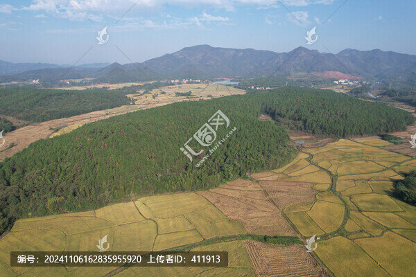 濕地松樹林