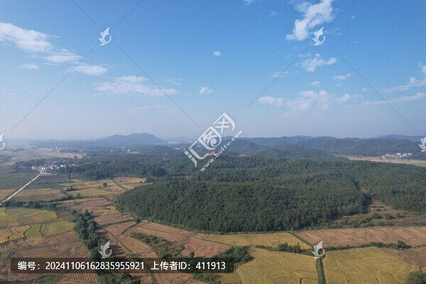 濕地松樹(shù)林