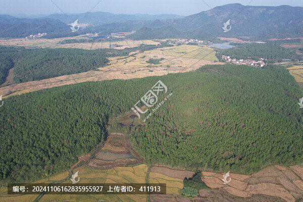 濕地松樹林