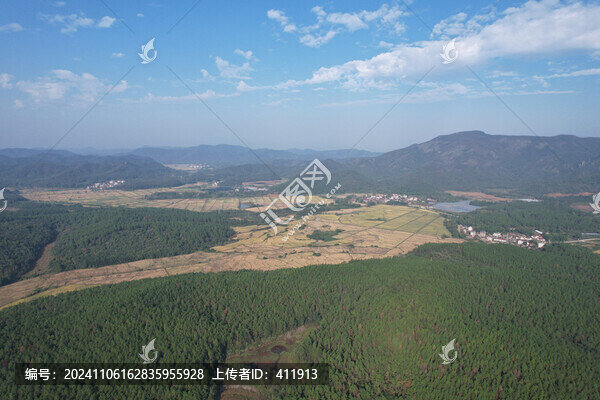濕地松樹林