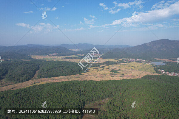 濕地松樹林