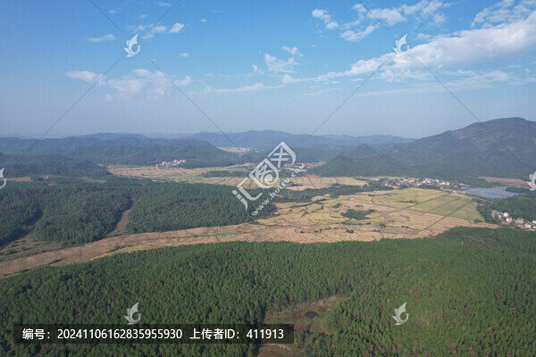 濕地松樹林