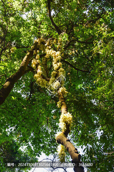 廣州天鹿湖公園禾雀花