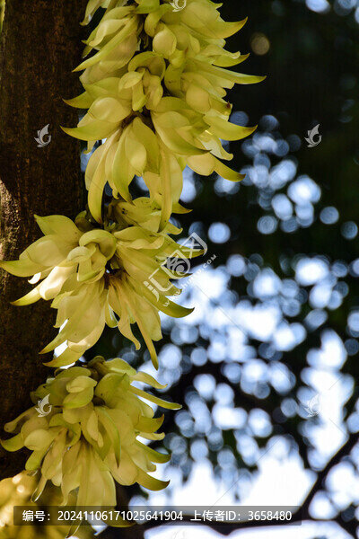 廣州天鹿湖公園禾雀花