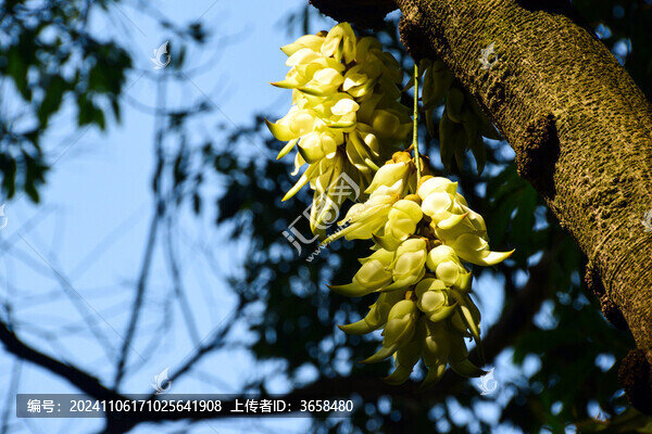 廣州天鹿湖公園禾雀花