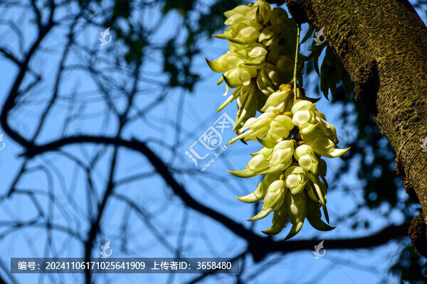 廣州天鹿湖公園禾雀花