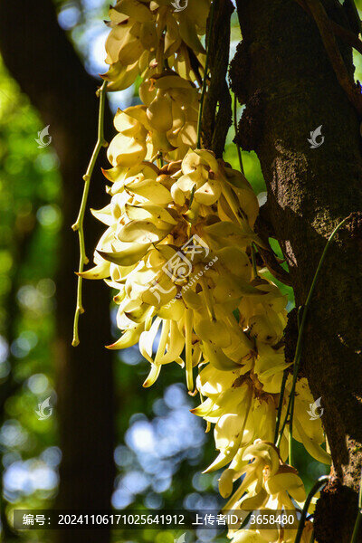 廣州天鹿湖公園禾雀花
