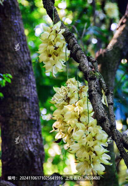 廣州天鹿湖公園禾雀花