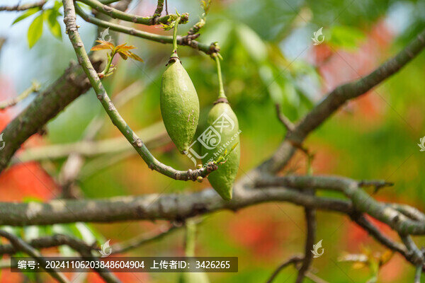 樹枝上的美麗異木棉果實(shí)