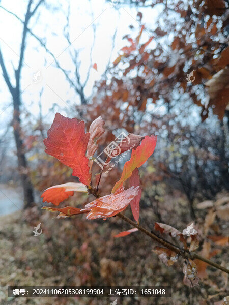 紅橡樹