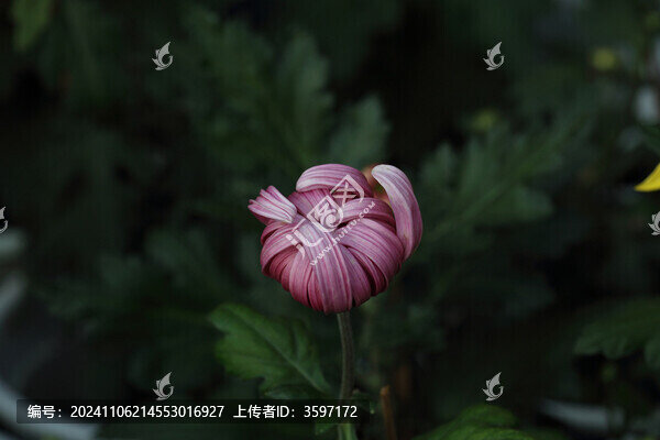 菊花系列