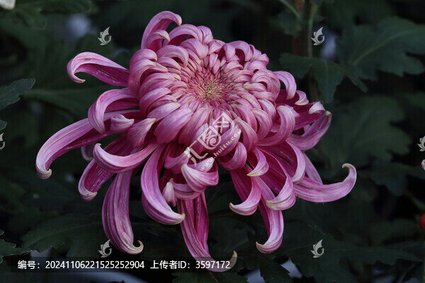 菊花系列