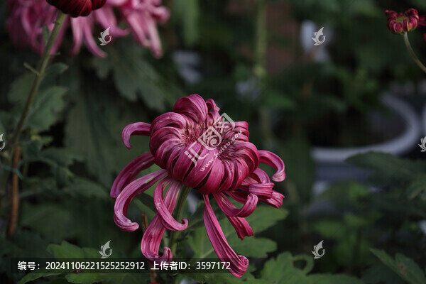 菊花系列