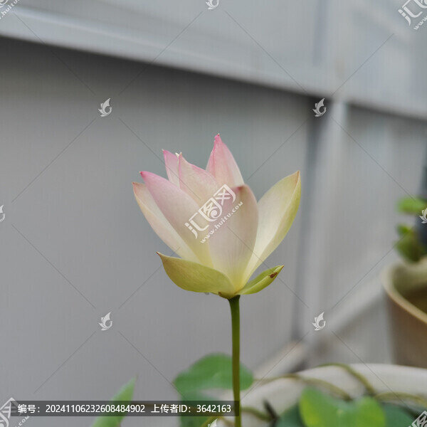 微型碗蓮