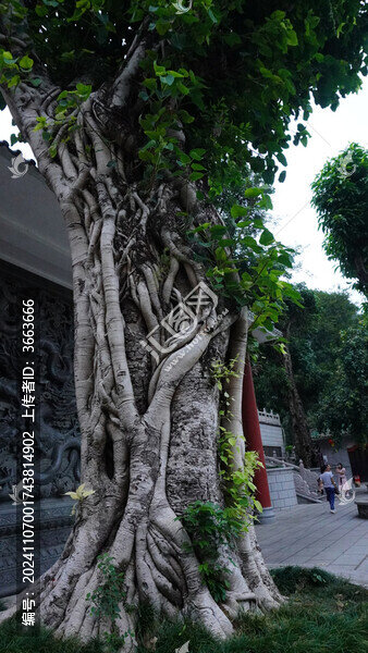 菩提樹(shù)