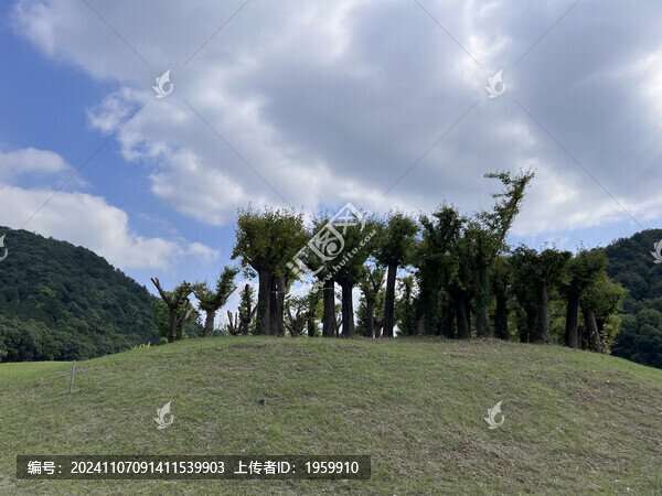 樹林