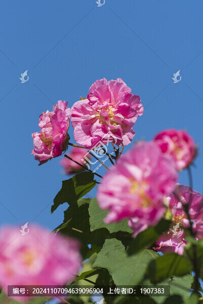 木芙蓉花