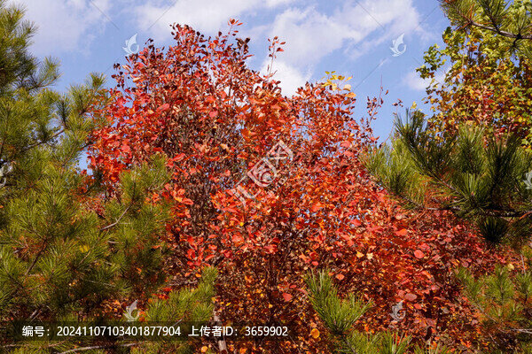秋天紅色楓葉色彩絢爛的樹木紅葉