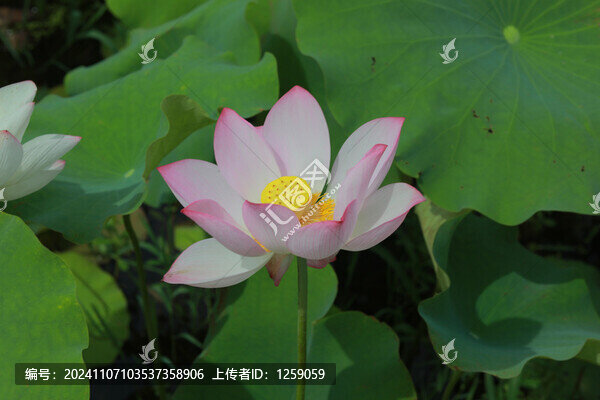 荷花