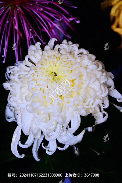白色菊花