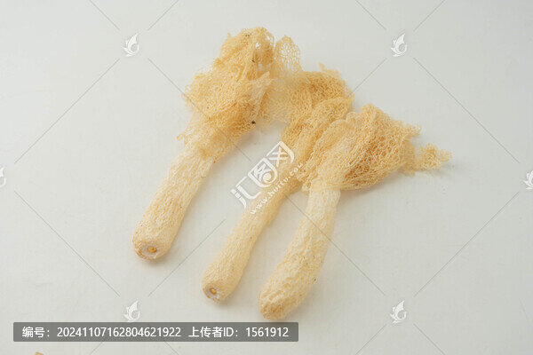 菌類竹蓀