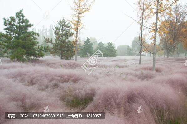 粉黛草