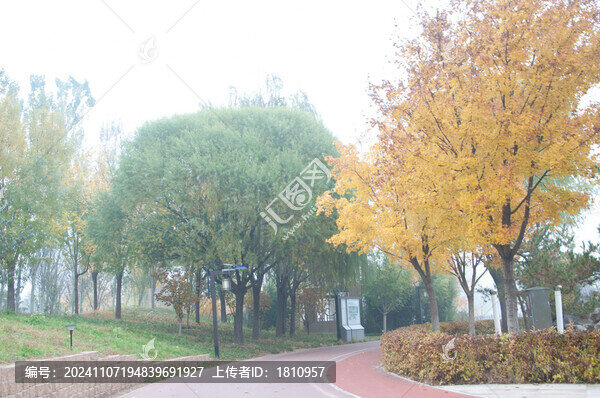 楓樹(shù)