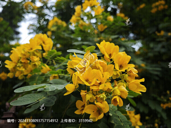 黃槐樹開花啦