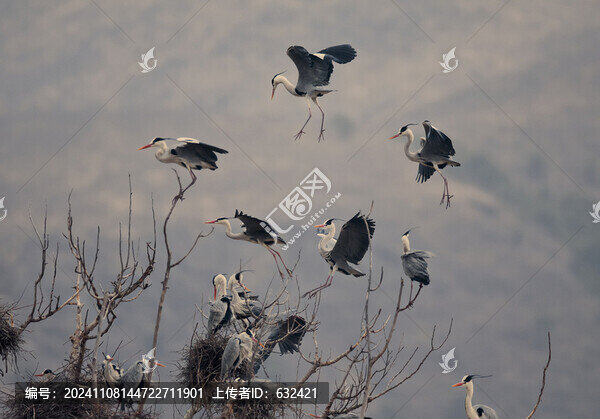春天圓舞曲