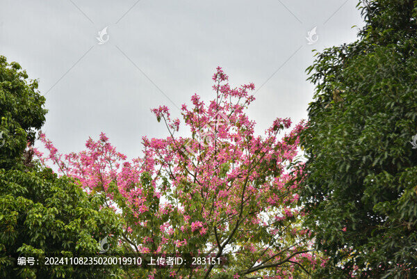 紫荊花