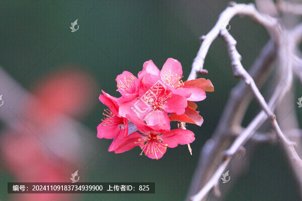 緋櫻開(kāi)花
