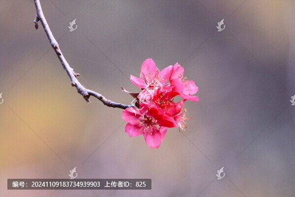 緋櫻開花