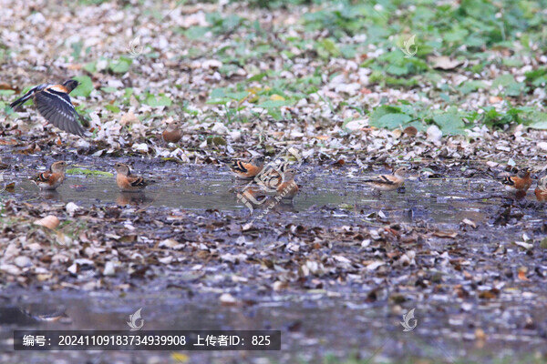 燕雀冬浴