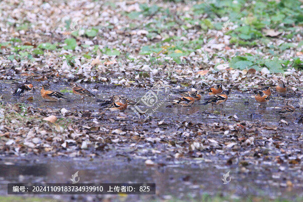 燕雀冬浴