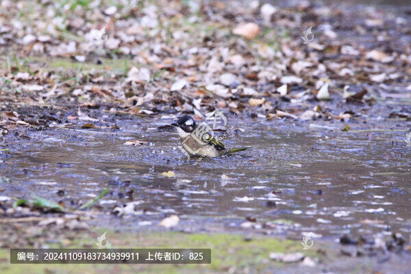白頭鵯冬浴