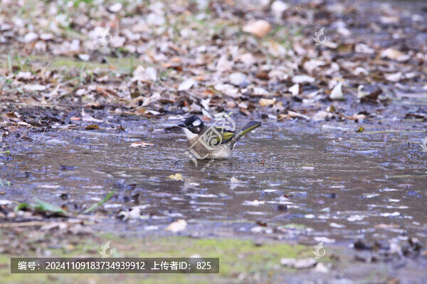 白頭鵯冬浴