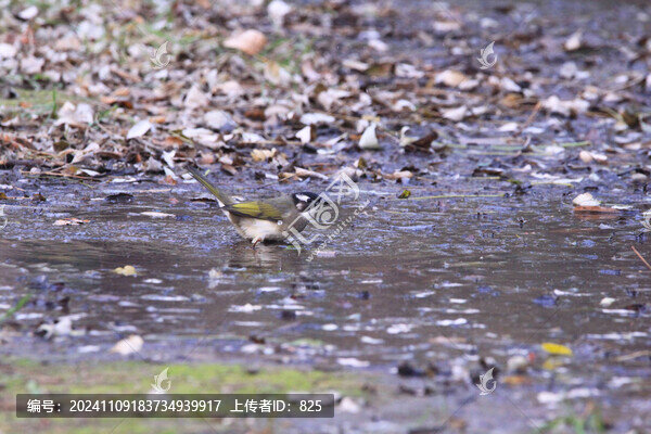 白頭鵯冬浴