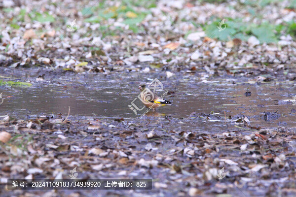 金翅雀冬浴
