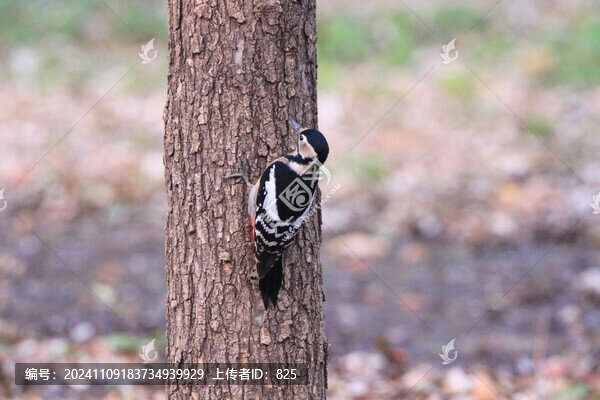 大斑啄木鳥