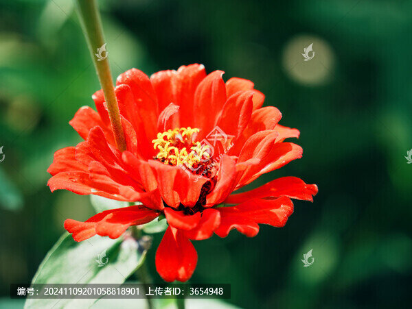 一朵紅色百日菊