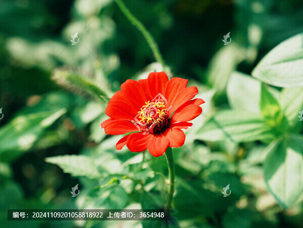 一朵紅色百日菊