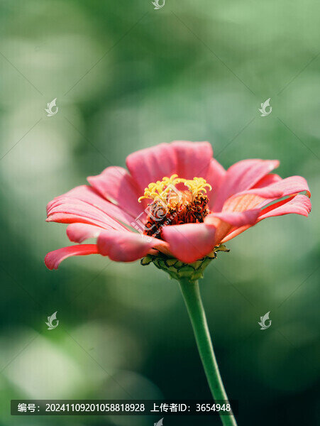 一朵粉色百日菊