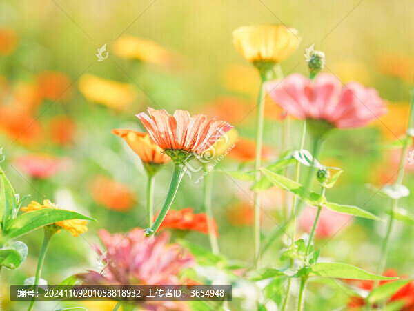 百日菊花海