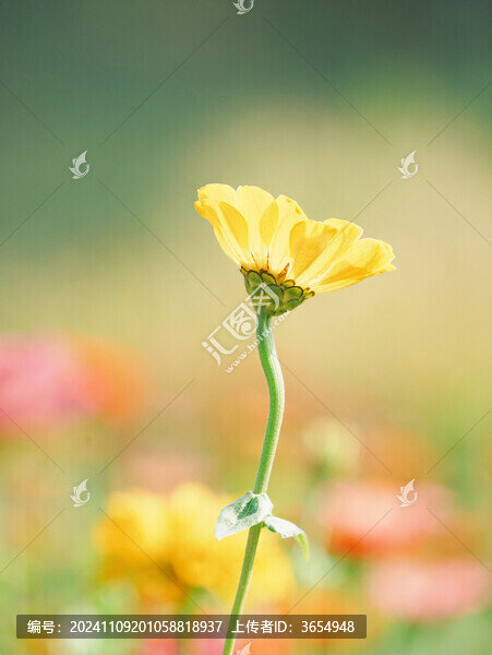 陽光下黃色百日菊特寫