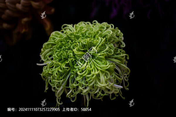 精品菊花高清大圖