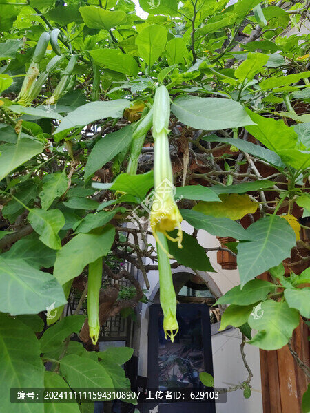 木曼陀羅