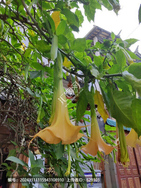 木本曼陀羅花