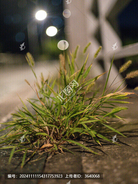 野生狗尾巴草