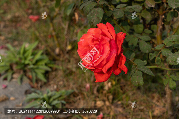 月季花